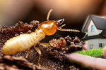 Termite Control Market Growth Driven by Sustainable Solutions and Innovation