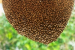 Protect Your Home and Business with Expert Bee Management