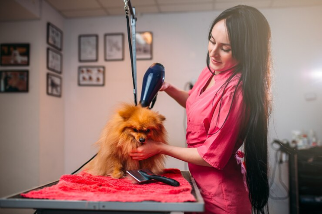 Pet Grooming Unleashed: Taming Mats and Tangles with Petzzco's Modern Solutions