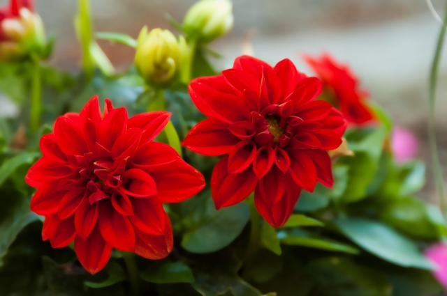 Type of Red Flowers