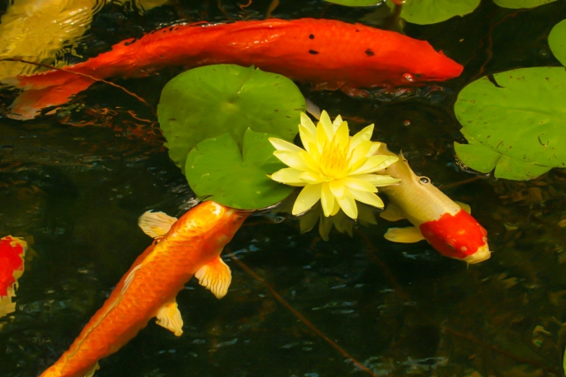 Benefits of Natural Swimming Ponds