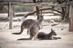 A Memorable Day at Melbourne Zoo: Exploring Wildlife with Colleagues