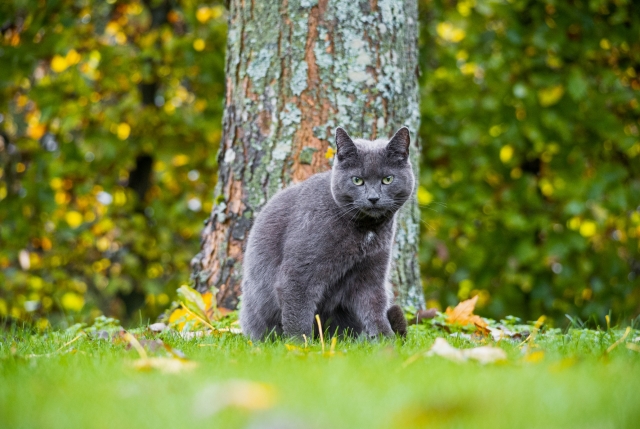 Russian blue outdoor store cat