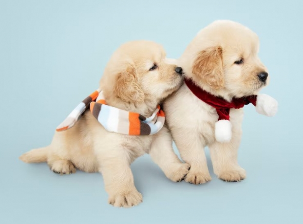 The Role of Calcium in Canine Nutrition: Unlocking the Benefits of Calcium