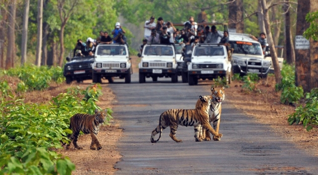 Wildlife Safari in Uttarakhand: Exploring Jim Corbett and Rajaji National Parks