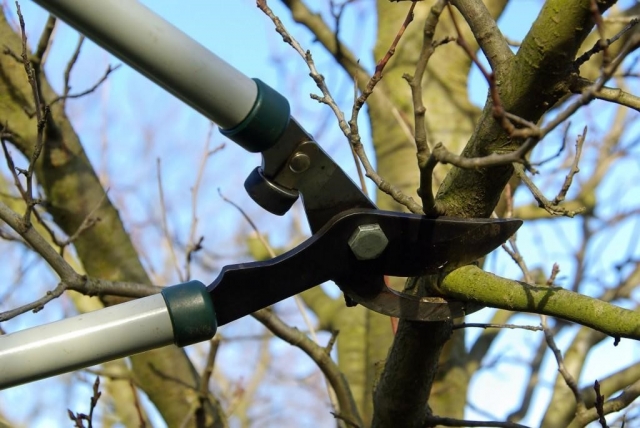 Tree Pruning Techniques