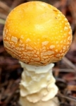 Unveiling the Hidden Powers: The Effects of Texas Yellow Caps on Mind and Body