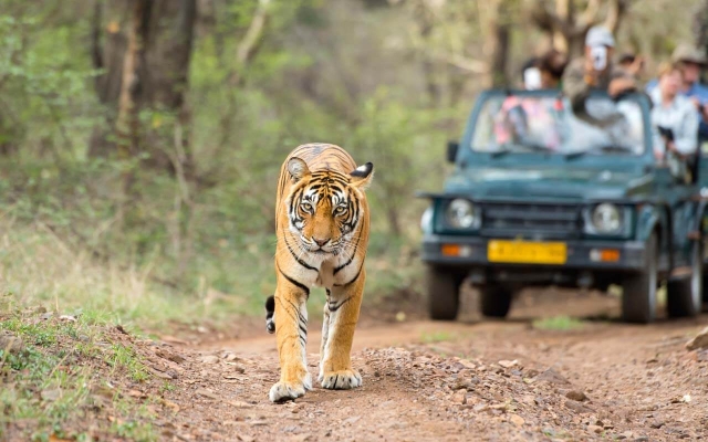 Wildlife Tourism In Rajasthan