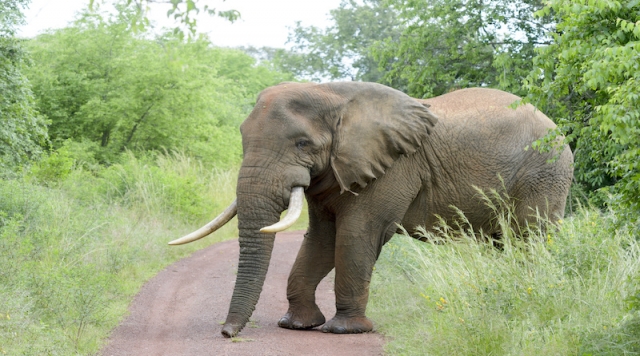 an African Safari Vacation