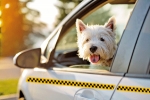 PawSpace: Revolutionizing Pet Transportation with Pet Taxi Services