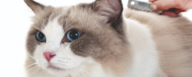 Understanding the Importance of Brushing in Pet Grooming