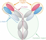 What are antibodies?