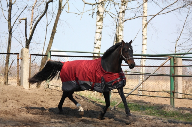 Summer Horse Rugs