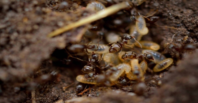 Termite Treatment