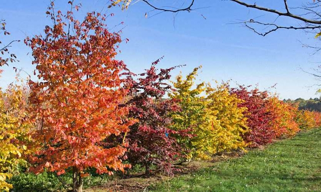 Is Parrotia persica fast growing?