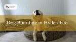 Preparing Your Dog for a Stress-Free Boarding Experience in Hyderabad: Helpful Tips