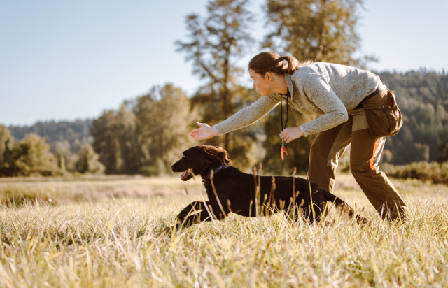 Gun Dog Trainer: Cultivating Excellence and Trust in the Field