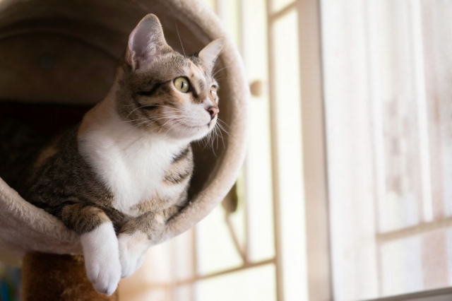 A Guide to Choosing the Right Cat Trees and Cat Towers for Your Feline Friend