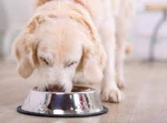 Crafting a Livelihood in the Pet Industry: More Strategies for Success