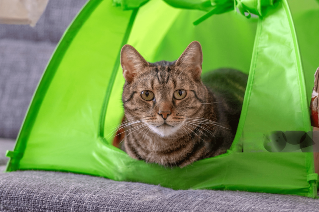 Pet Tent for Cat: How to Train Your Cat to Use and Enjoy It