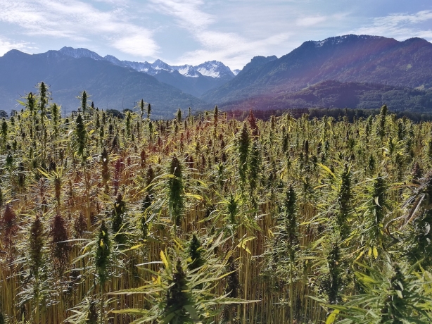 Innovations in Cannabis Cultivation: Sustainable and Eco-Friendly Practices