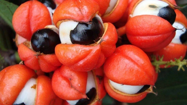 Health-Conscious Consumers Drive Expansion in the Guarana Market