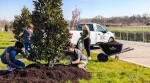 How to Get the Best Results with Expert Tree Planting Contractors