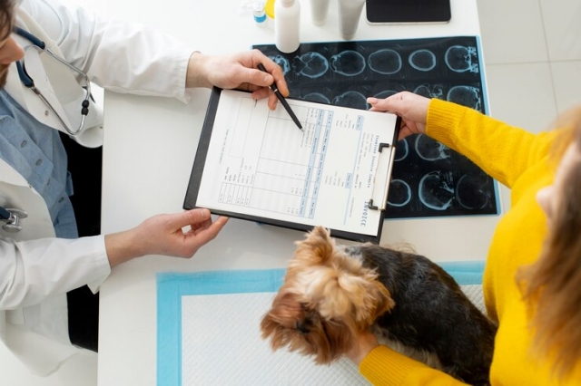 Gaining Expertise: Get To Know Vet Education Requirements in 2024