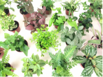 A Comprehensive Guide to House Plants, with a Focus on Ferns