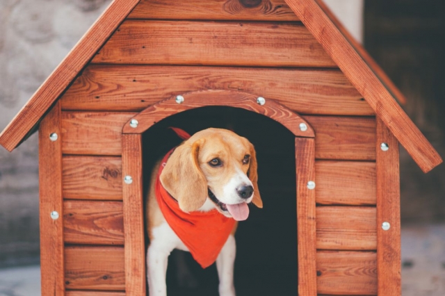 Creating a Haven: Unveiling the Wonders of Outdoor Dog Kennels