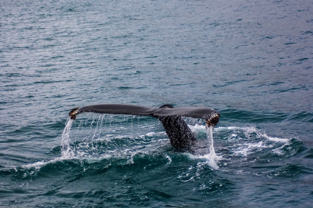 Whale Shark Diving Ningaloo | Here’s What You Need To Know