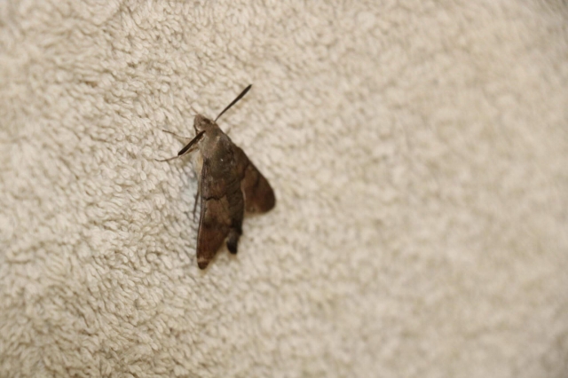 How to Get Rid of Carpet Moths?