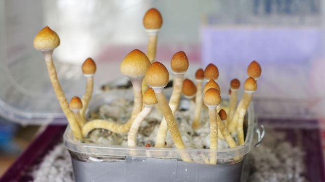 Is There Any Recreational Use of Magic Mushrooms