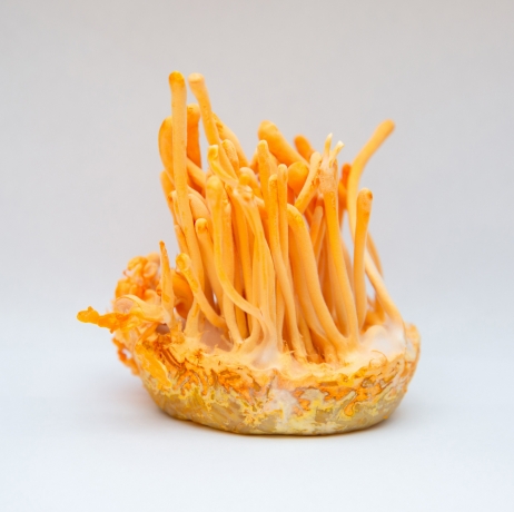 Unveiling the Power of Cordyceps Gummies - A Comprehensive Guide