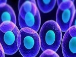 Empowering Therapeutic Innovation: Insights into the Evolving Cell Expansion Market Landscape