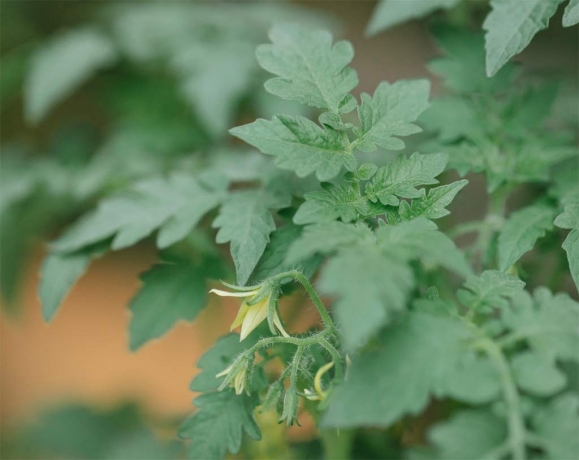 Best Companion Plants for Tomatoes