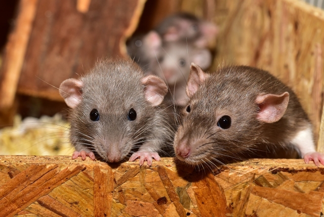 How to Get Rid of Rats and Squirrels?
