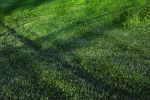 6 Great Hacks for a Beautiful Yard