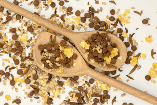 Hedgehog Food