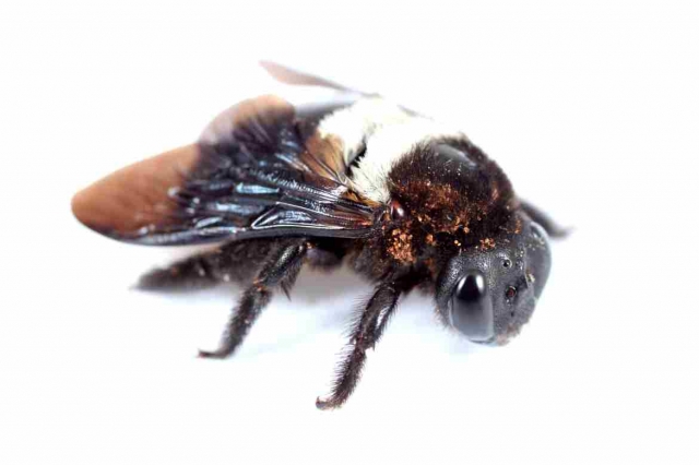 Unveiling the Buzz: Understanding the Impact of Carpenter Bees on Your Property