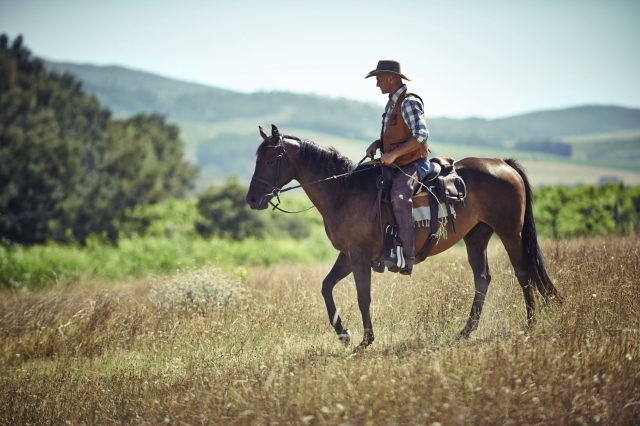 Discover Your Perfect Match Among Horseback Riding Styles