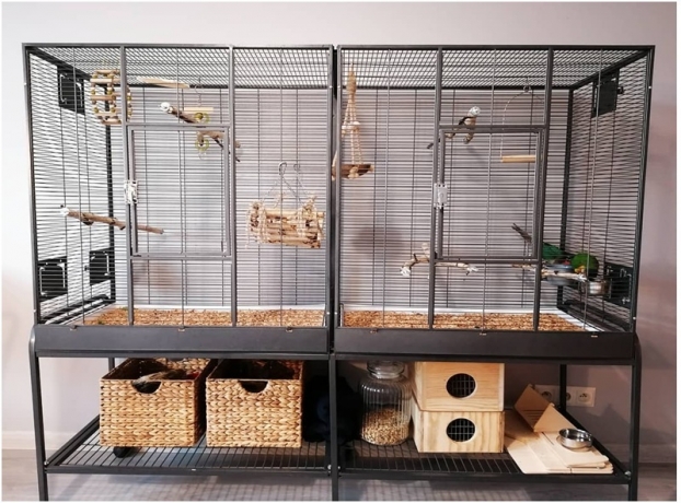 How to Look for an Ideal Parrot Cage? 8 Factors to Consider!