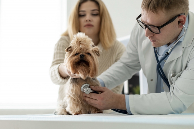 Beyond The Basics: Elevating Your Dog's Health With Wellness Exams