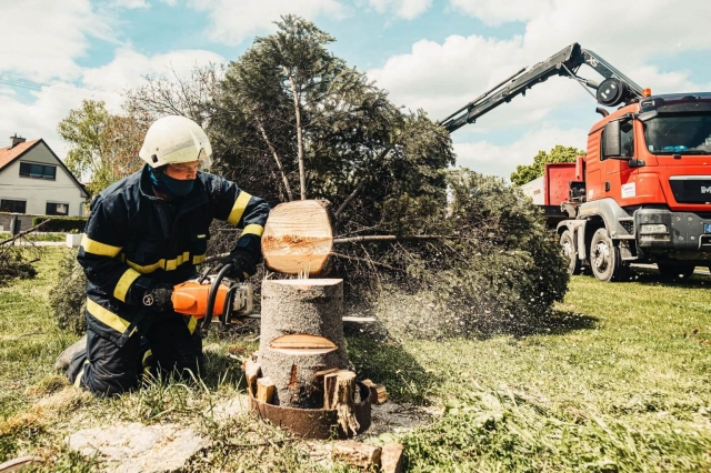 Root Out Problems: Expert Stump Removal Services by Dynamic Tree Solutions