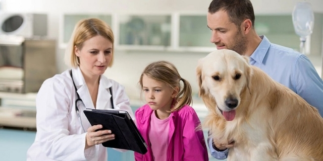 The Most FAQ Vets Get About Dogs