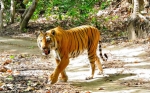 Best Hotel & Resort in Jim Corbett National Park