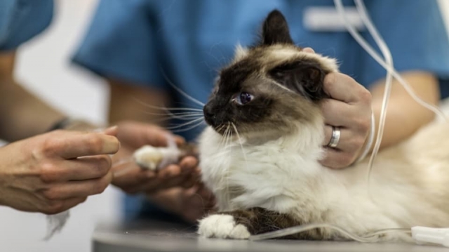 Animal Insurance: The Ultimate Guide in Switzerland
