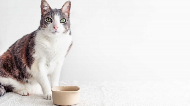 A cat after finishing a bowl of healthy food that fits his dietary needs.