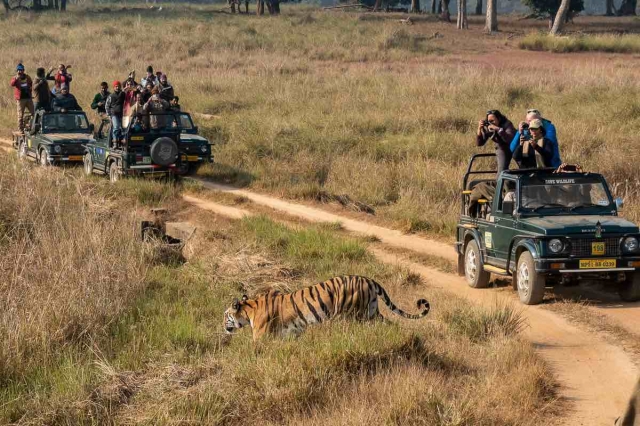 Discover Tanzania's Finest: Safari Tours and Vacation Getaways with Ngasini Travel 