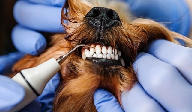 What Dental Treatments Are Available for Pets